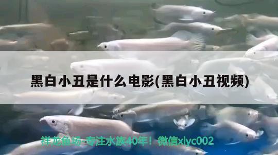 黑白小丑是什么電影(黑白小丑視頻) 觀賞魚