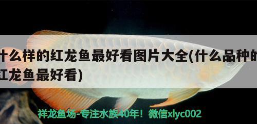 什么樣的紅龍魚最好看圖片大全(什么品種的紅龍魚最好看)