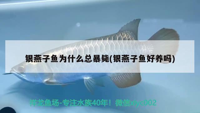 銀燕子魚(yú)為什么總暴斃(銀燕子魚(yú)好養(yǎng)嗎)