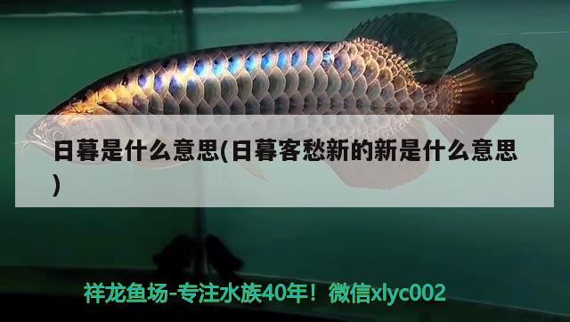 日暮是什么意思(日暮客愁新的新是什么意思) 觀賞魚