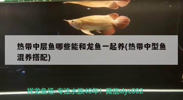 熱帶中層魚哪些能和龍魚一起養(yǎng)(熱帶中型魚混養(yǎng)搭配) 非洲金鼓魚