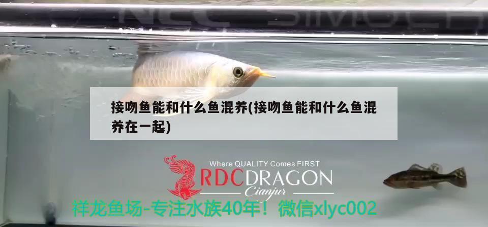 接吻魚能和什么魚混養(yǎng)(接吻魚能和什么魚混養(yǎng)在一起)