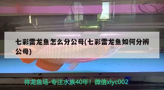 七彩雷龍魚(yú)怎么分公母(七彩雷龍魚(yú)如何分辨公母) 廣州觀賞魚(yú)魚(yú)苗批發(fā)市場(chǎng)