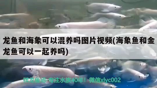 龍魚和海象可以混養(yǎng)嗎圖片視頻(海象魚和金龍魚可以一起養(yǎng)嗎) 海象魚