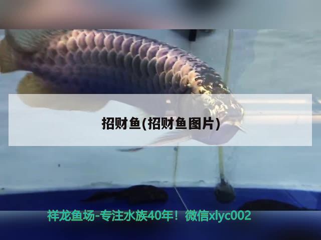 招財(cái)魚(yú)(招財(cái)魚(yú)圖片) 觀賞魚(yú)