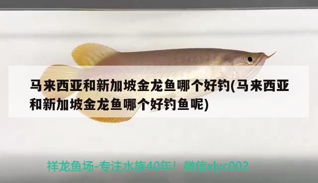 馬來西亞和新加坡金龍魚哪個(gè)好釣(馬來西亞和新加坡金龍魚哪個(gè)好釣魚呢)