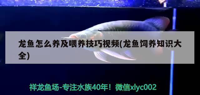 龍魚怎么養(yǎng)及喂養(yǎng)技巧視頻(龍魚飼養(yǎng)知識大全) 觀賞魚