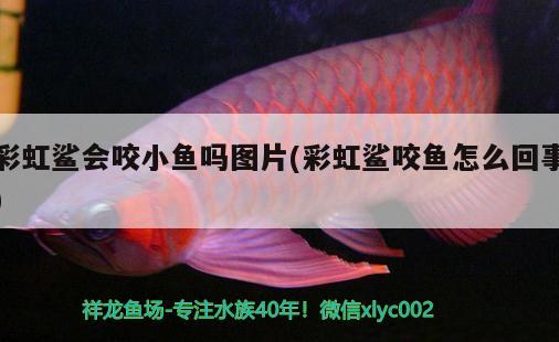 彩虹鯊會咬小魚嗎圖片(彩虹鯊咬魚怎么回事) 觀賞魚