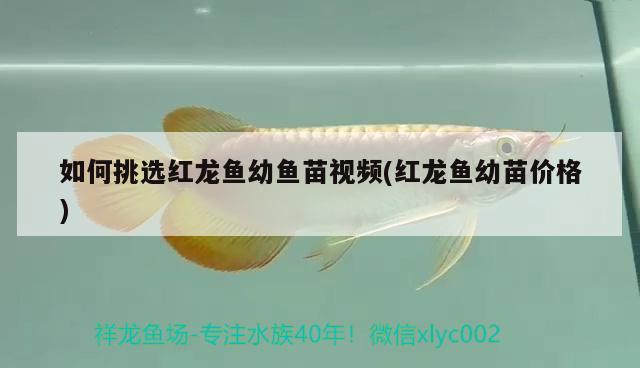 如何挑選紅龍魚(yú)幼魚(yú)苗視頻(紅龍魚(yú)幼苗價(jià)格) 其他品牌魚(yú)缸