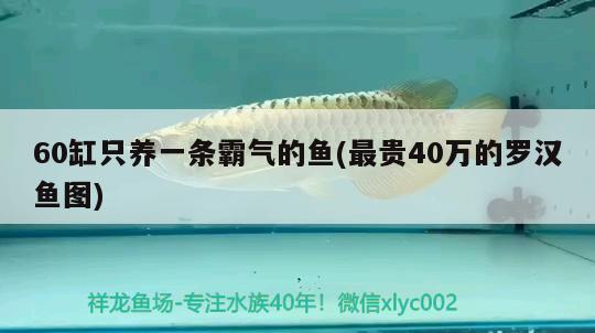 60缸只養(yǎng)一條霸氣的魚(yú)(最貴40萬(wàn)的羅漢魚(yú)圖) 羅漢魚(yú)