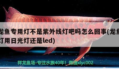 龍魚(yú)專用燈不是紫外線燈吧嗎怎么回事(龍魚(yú)燈用日光燈還是led)