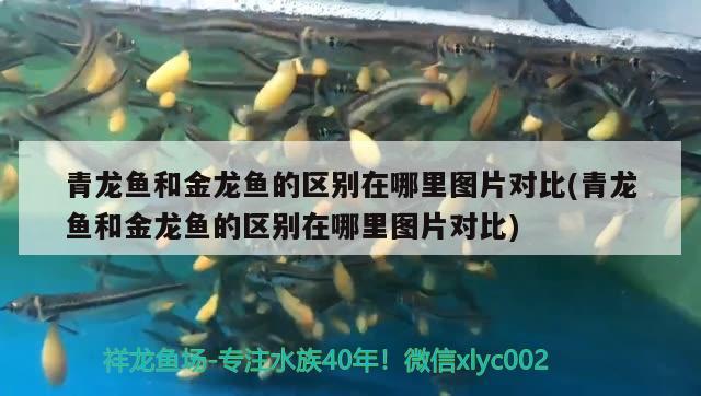 青龍魚和金龍魚的區(qū)別在哪里圖片對(duì)比(青龍魚和金龍魚的區(qū)別在哪里圖片對(duì)比)