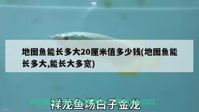 地圖魚能長多大20厘米值多少錢(地圖魚能長多大,能長大多寬)