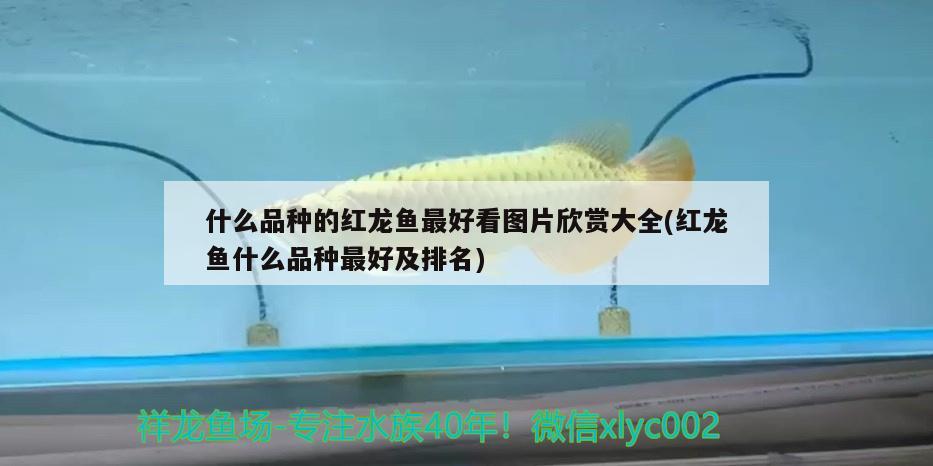 什么品種的紅龍魚最好看圖片欣賞大全(紅龍魚什么品種最好及排名)