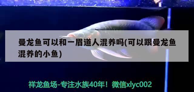 曼龍魚可以和一眉道人混養(yǎng)嗎(可以跟曼龍魚混養(yǎng)的小魚) 一眉道人魚