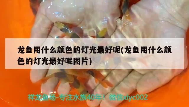 龍魚用什么顏色的燈光最好呢(龍魚用什么顏色的燈光最好呢圖片) 紅魔王銀版魚