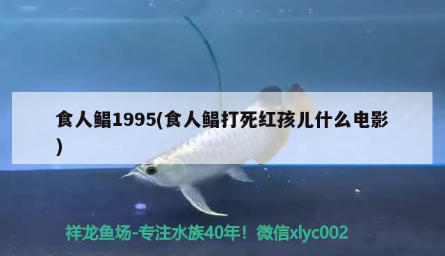 食人鯧1995(食人鯧打死紅孩兒什么電影) 觀賞魚