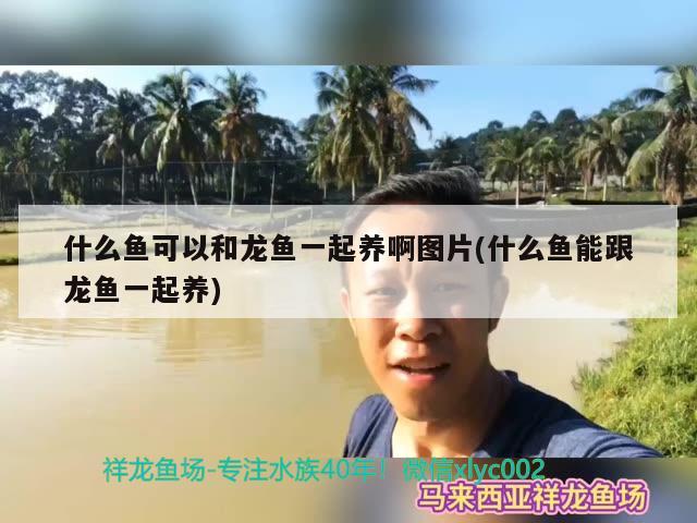 什么魚可以和龍魚一起養(yǎng)啊圖片(什么魚能跟龍魚一起養(yǎng))