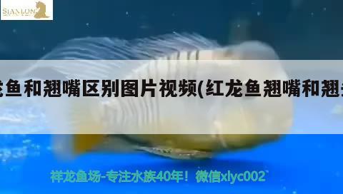 龍魚(yú)和翹嘴區(qū)別圖片視頻(紅龍魚(yú)翹嘴和翹頭)