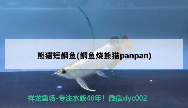 熊貓短鯛魚(鯛魚燒熊貓panpan)