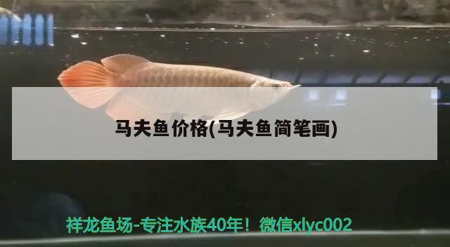 馬夫魚價(jià)格(馬夫魚簡筆畫) 觀賞魚