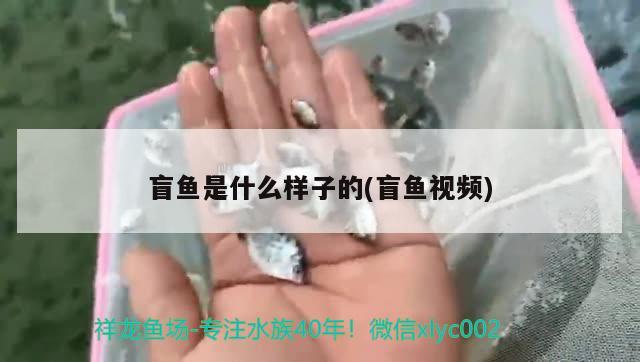 盲魚是什么樣子的(盲魚視頻) 觀賞魚