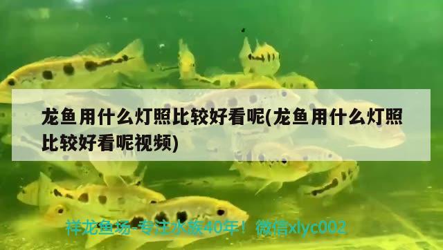 龍魚用什么燈照比較好看呢(龍魚用什么燈照比較好看呢視頻)