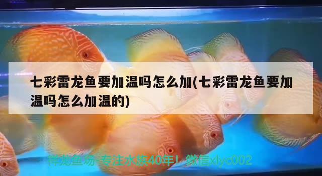 七彩雷龍魚要加溫嗎怎么加(七彩雷龍魚要加溫嗎怎么加溫的)