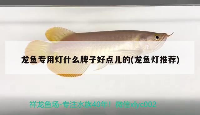 龍魚專用燈什么牌子好點兒的(龍魚燈推薦)