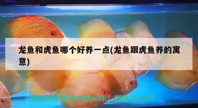 龍魚和虎魚哪個好養(yǎng)一點(diǎn)(龍魚跟虎魚養(yǎng)的寓意) 虎魚百科