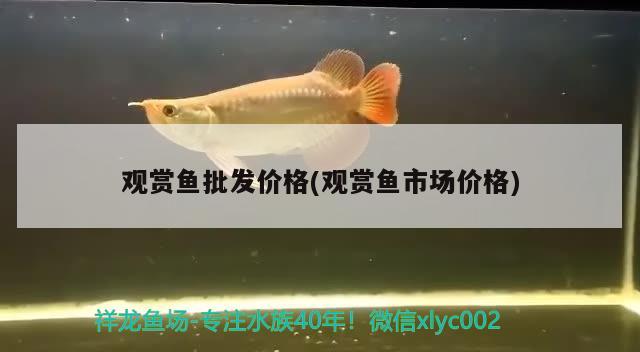 觀賞魚批發(fā)價(jià)格(觀賞魚市場(chǎng)價(jià)格)