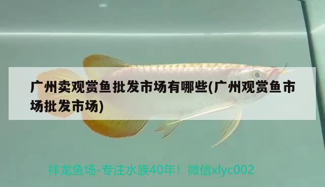 廣州賣觀賞魚批發(fā)市場有哪些(廣州觀賞魚市場批發(fā)市場)