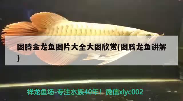 圖騰金龍魚(yú)圖片大全大圖欣賞(圖騰龍魚(yú)講解) 圖騰金龍魚(yú)