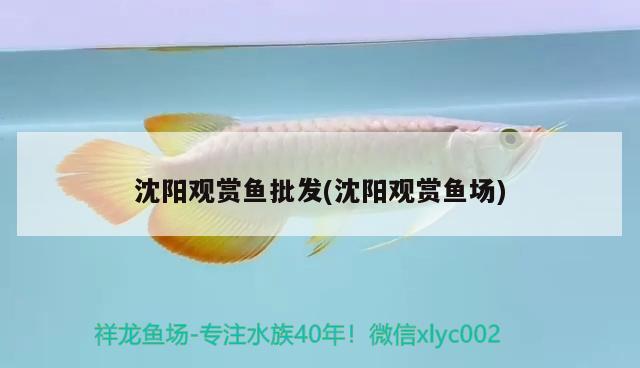 沈陽觀賞魚批發(fā)(沈陽觀賞魚場)