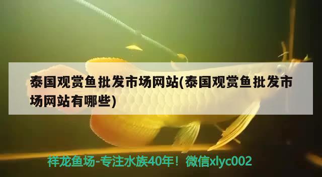 泰國觀賞魚批發(fā)市場網(wǎng)站(泰國觀賞魚批發(fā)市場網(wǎng)站有哪些)