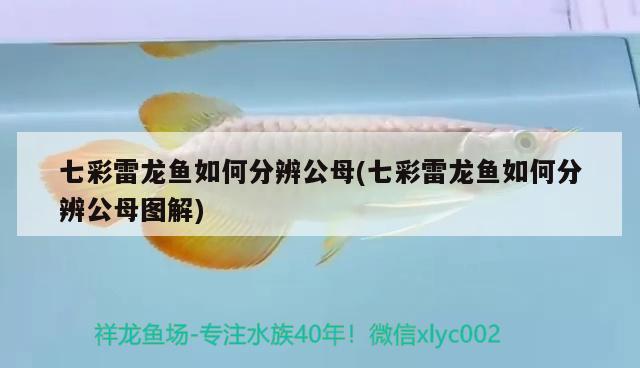 七彩雷龍魚如何分辨公母(七彩雷龍魚如何分辨公母圖解) 定時(shí)器/自控系統(tǒng)