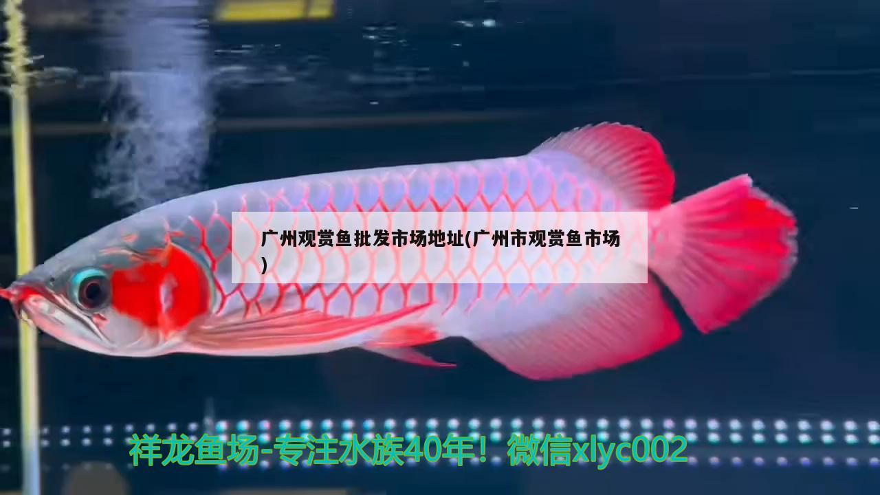 廣州觀賞魚批發(fā)市場地址(廣州市觀賞魚市場) 觀賞魚批發(fā)