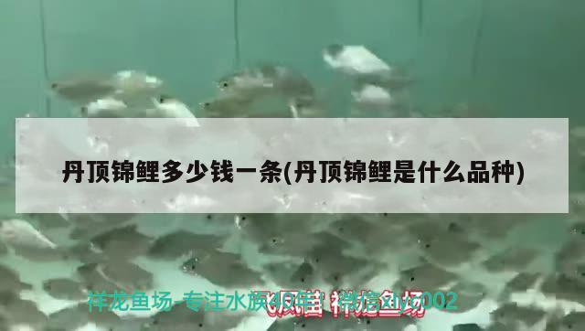 丹頂錦鯉多少錢一條(丹頂錦鯉是什么品種) 丹頂錦鯉魚