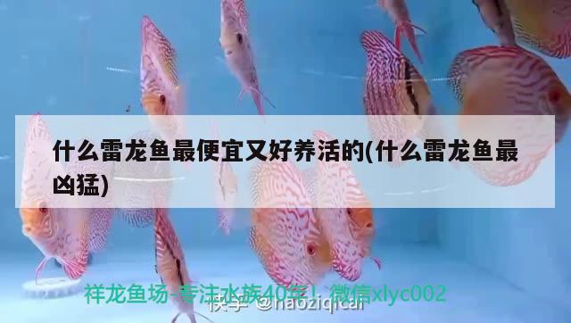 什么雷龍魚最便宜又好養(yǎng)活的(什么雷龍魚最兇猛) 慈雕魚