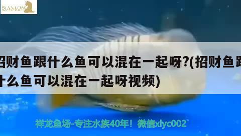 招財魚跟什么魚可以混在一起呀?(招財魚跟什么魚可以混在一起呀視頻)