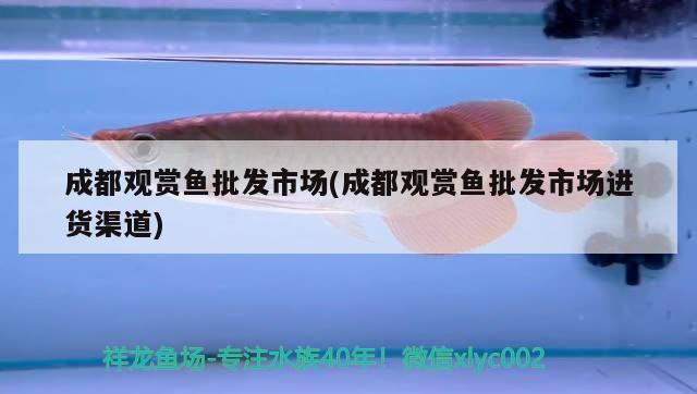 成都觀賞魚(yú)批發(fā)市場(chǎng)(成都觀賞魚(yú)批發(fā)市場(chǎng)進(jìn)貨渠道)