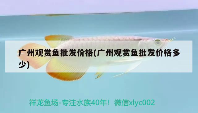 廣州觀賞魚批發(fā)價格(廣州觀賞魚批發(fā)價格多少) 觀賞魚批發(fā)