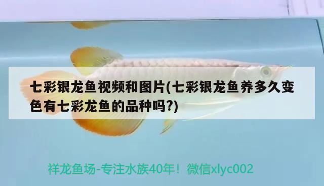 七彩銀龍魚視頻和圖片(七彩銀龍魚養(yǎng)多久變色有七彩龍魚的品種嗎?)