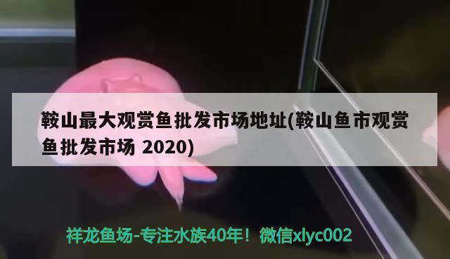 鞍山最大觀賞魚批發(fā)市場地址(鞍山魚市觀賞魚批發(fā)市場2020)