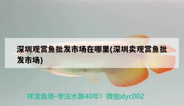 深圳觀賞魚批發(fā)市場在哪里(深圳賣觀賞魚批發(fā)市場)