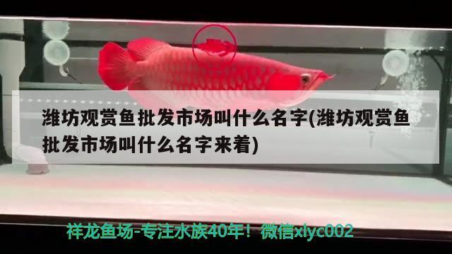 濰坊觀賞魚批發(fā)市場叫什么名字(濰坊觀賞魚批發(fā)市場叫什么名字來著) 觀賞魚批發(fā)