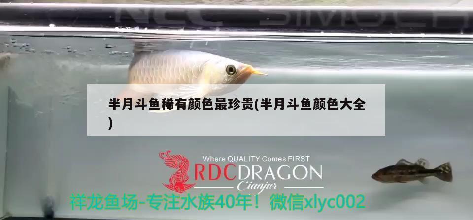 半月斗魚稀有顏色最珍貴(半月斗魚顏色大全)