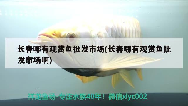 長(zhǎng)春哪有觀賞魚批發(fā)市場(chǎng)(長(zhǎng)春哪有觀賞魚批發(fā)市場(chǎng)啊)