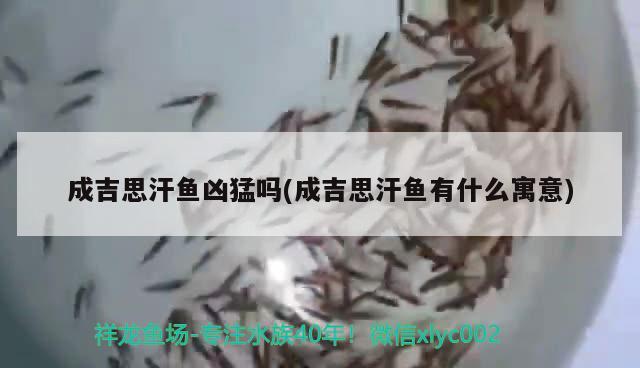 成吉思汗魚兇猛嗎(成吉思汗魚有什么寓意)