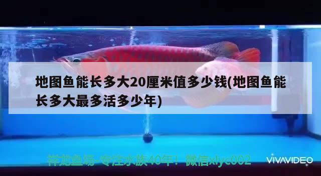 地圖魚能長多大20厘米值多少錢(地圖魚能長多大最多活多少年)